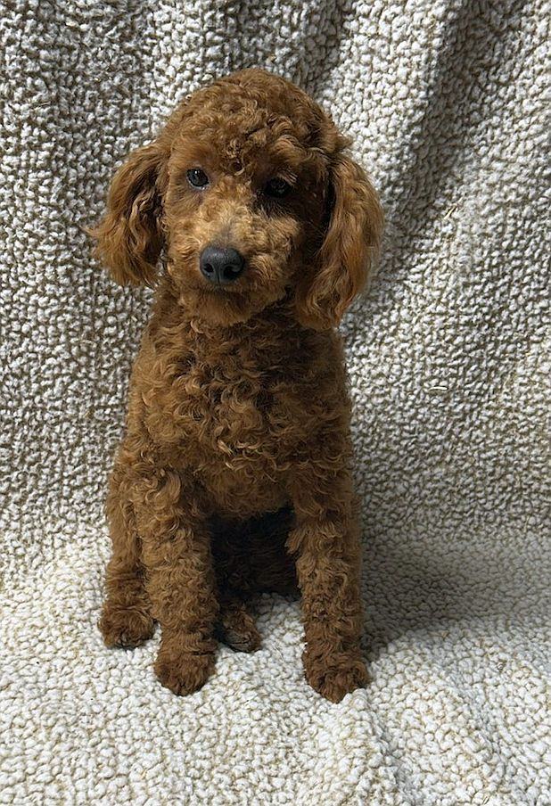 Dog for adoption GRIFF, a Poodle in Rossford, OH Petfinder