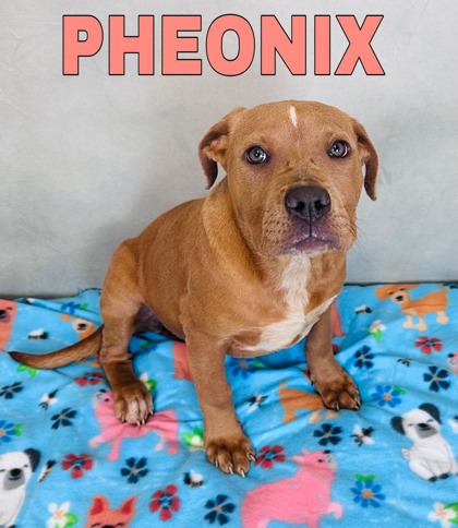 Phoenix animal hot sale rescue petfinder