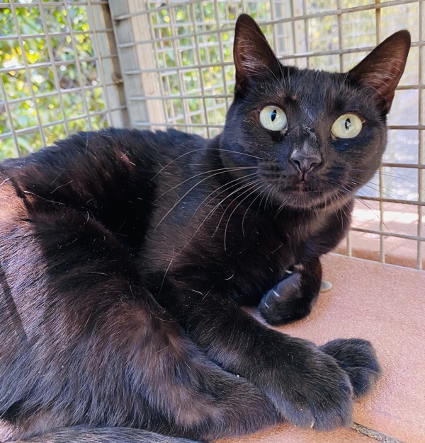 Odin, an adoptable Domestic Short Hair in Fresno, CA, 93726 | Photo Image 1