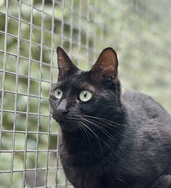 Odin, an adoptable Domestic Short Hair in Fresno, CA, 93726 | Photo Image 1