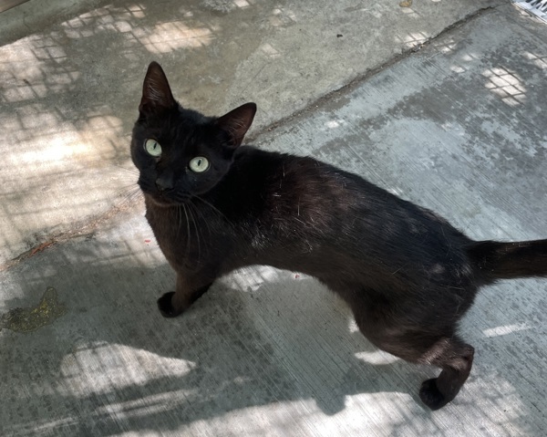 Odin, an adoptable Domestic Short Hair in Fresno, CA, 93726 | Photo Image 3