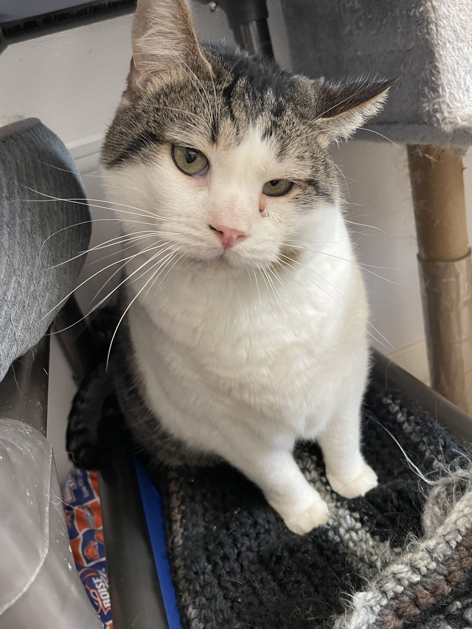 Buddy (Affectionate and Laidback), an adoptable Domestic Short Hair in Emmett, ID, 83617 | Photo Image 1