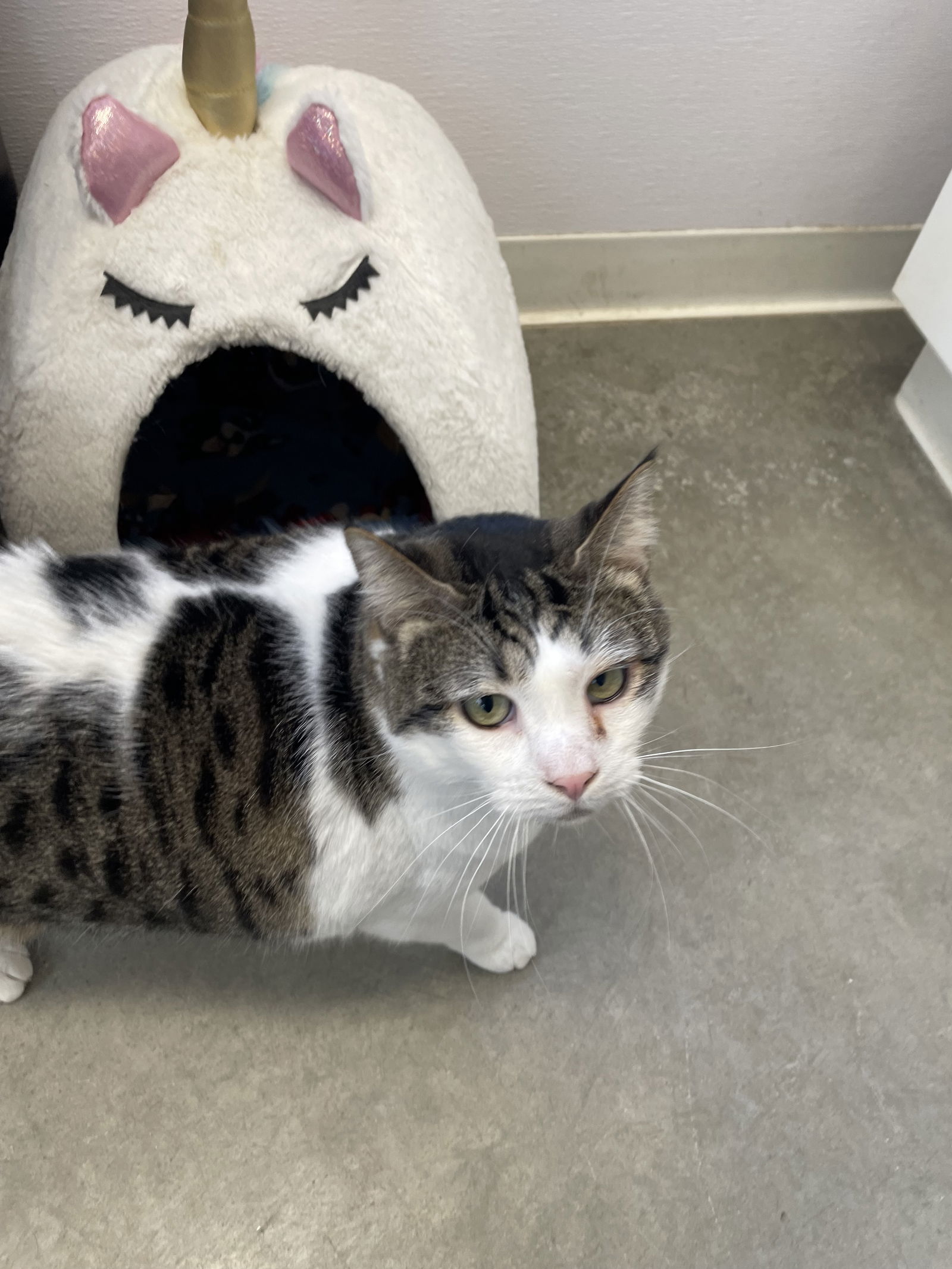 Buddy (Affectionate and Laidback), an adoptable Domestic Short Hair in Emmett, ID, 83617 | Photo Image 2