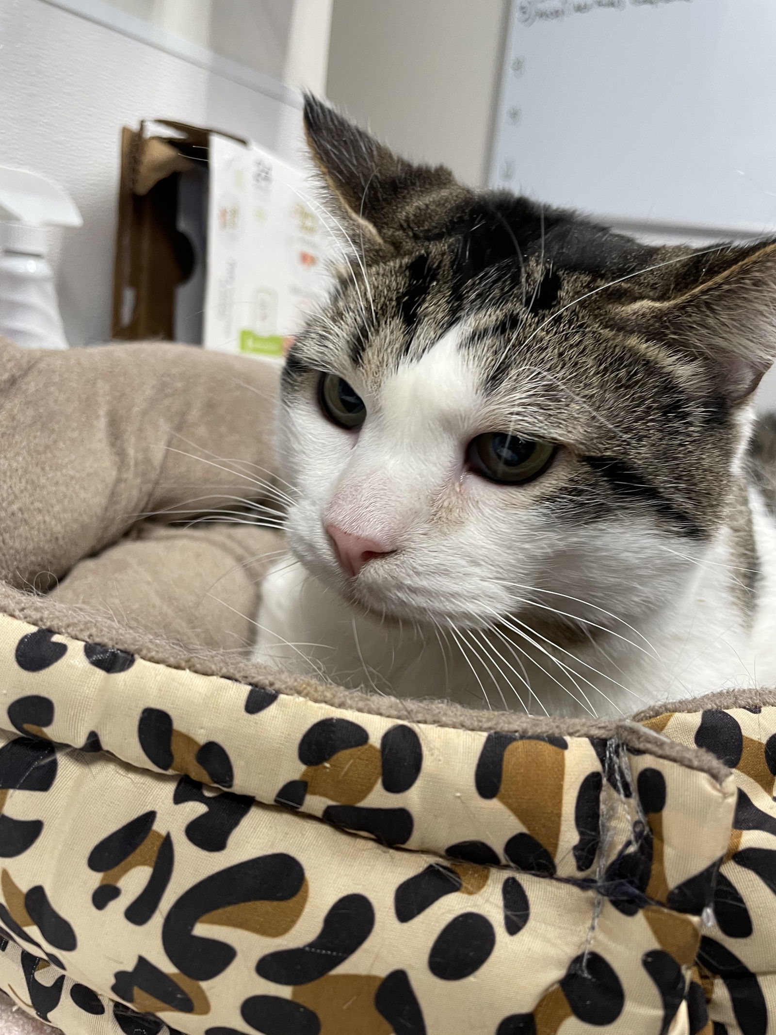 Buddy (Affectionate and Laidback), an adoptable Domestic Short Hair in Emmett, ID, 83617 | Photo Image 3