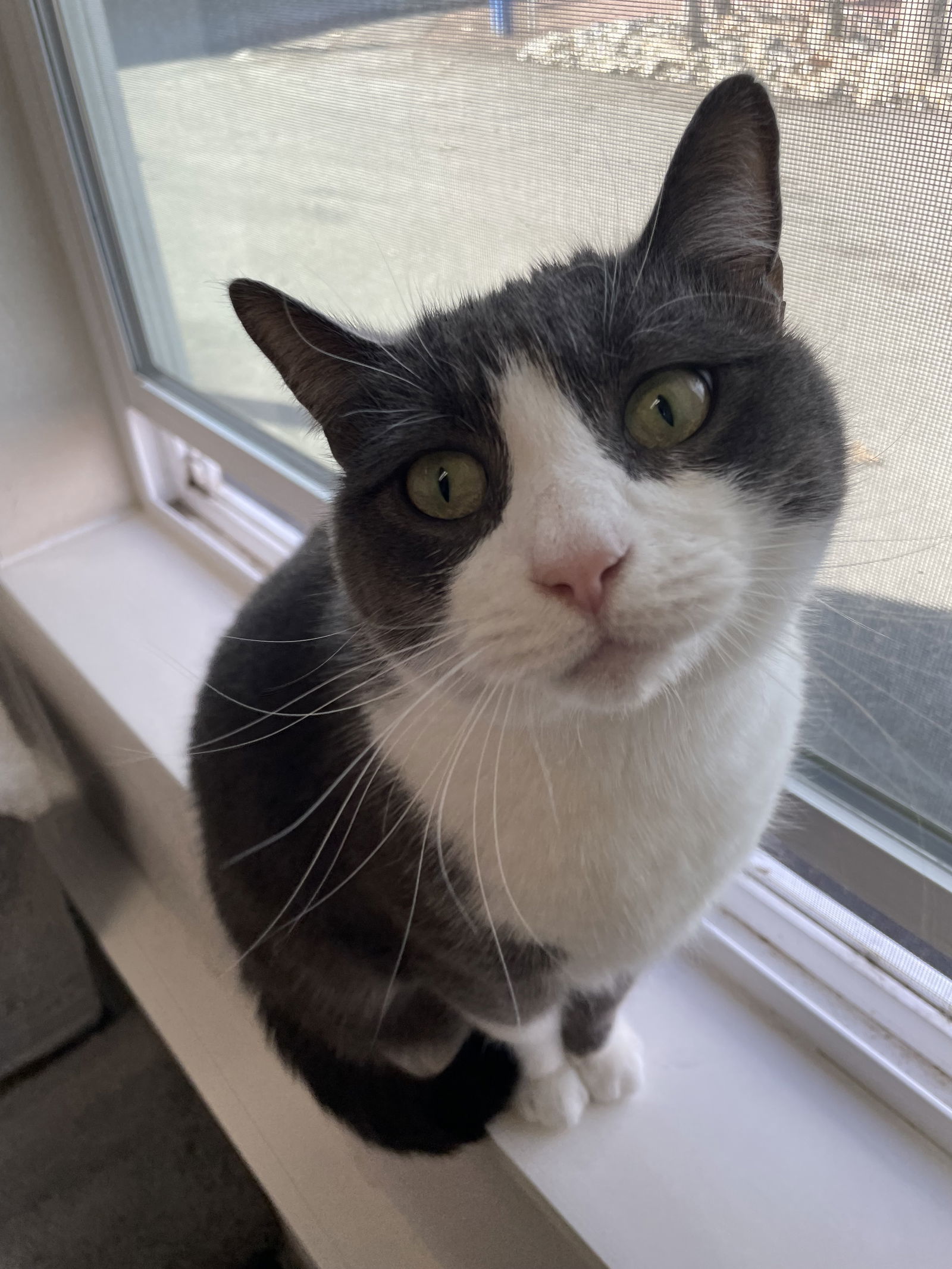 Missy (Independent Gray Tuxedo) - $70, an adoptable Domestic Short Hair in Emmett, ID, 83617 | Photo Image 1