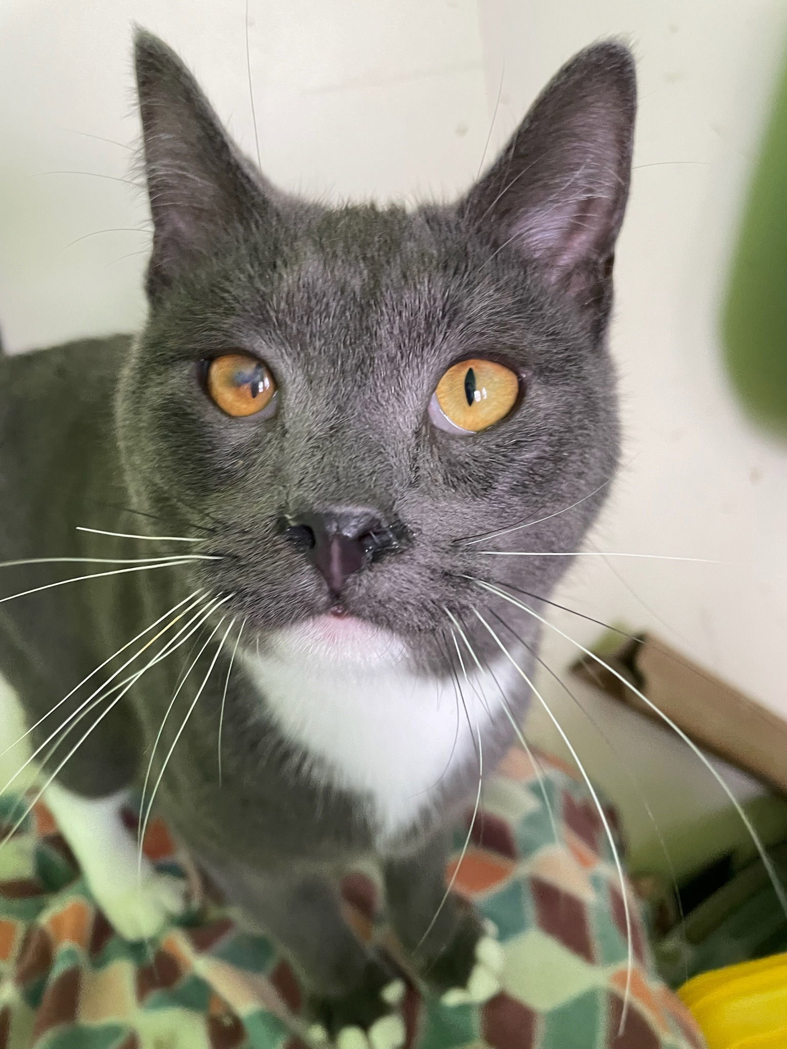 Dill (Loving Gray Tuxedo) - $70, an adoptable Domestic Short Hair in Emmett, ID, 83617 | Photo Image 1