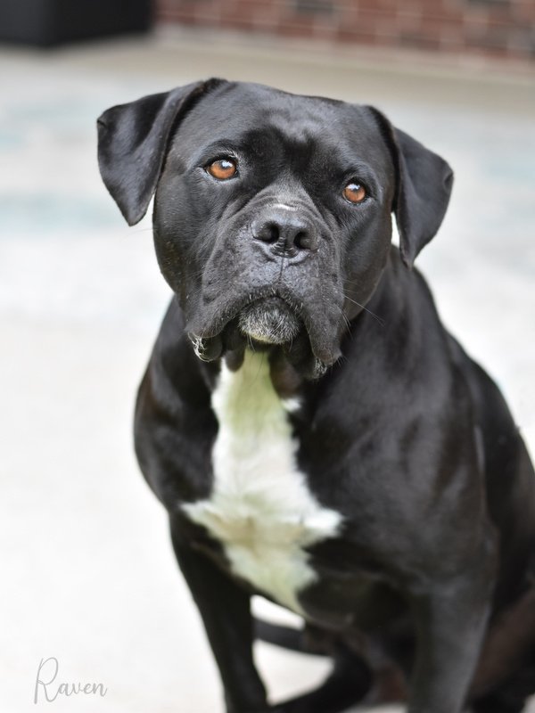 Raven, an adoptable Boxer, Bullmastiff in Montgomery, TX, 77316 | Photo Image 1