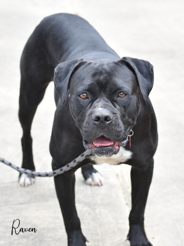 Raven, an adoptable Boxer, Bullmastiff in Montgomery, TX, 77316 | Photo Image 3