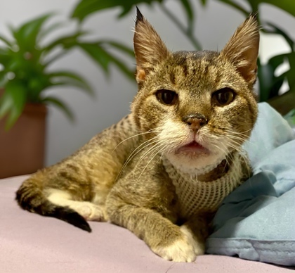 Uncle Tony `A PRIORITY PET`, an adoptable Domestic Short Hair in Columbia, SC, 29211 | Photo Image 2