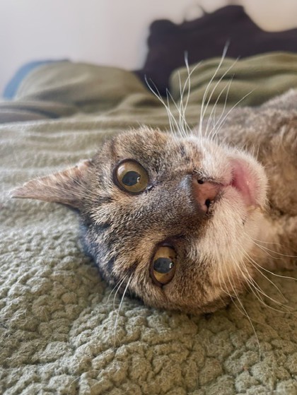 Uncle Tony `A PRIORITY PET`, an adoptable Domestic Short Hair in Columbia, SC, 29211 | Photo Image 3