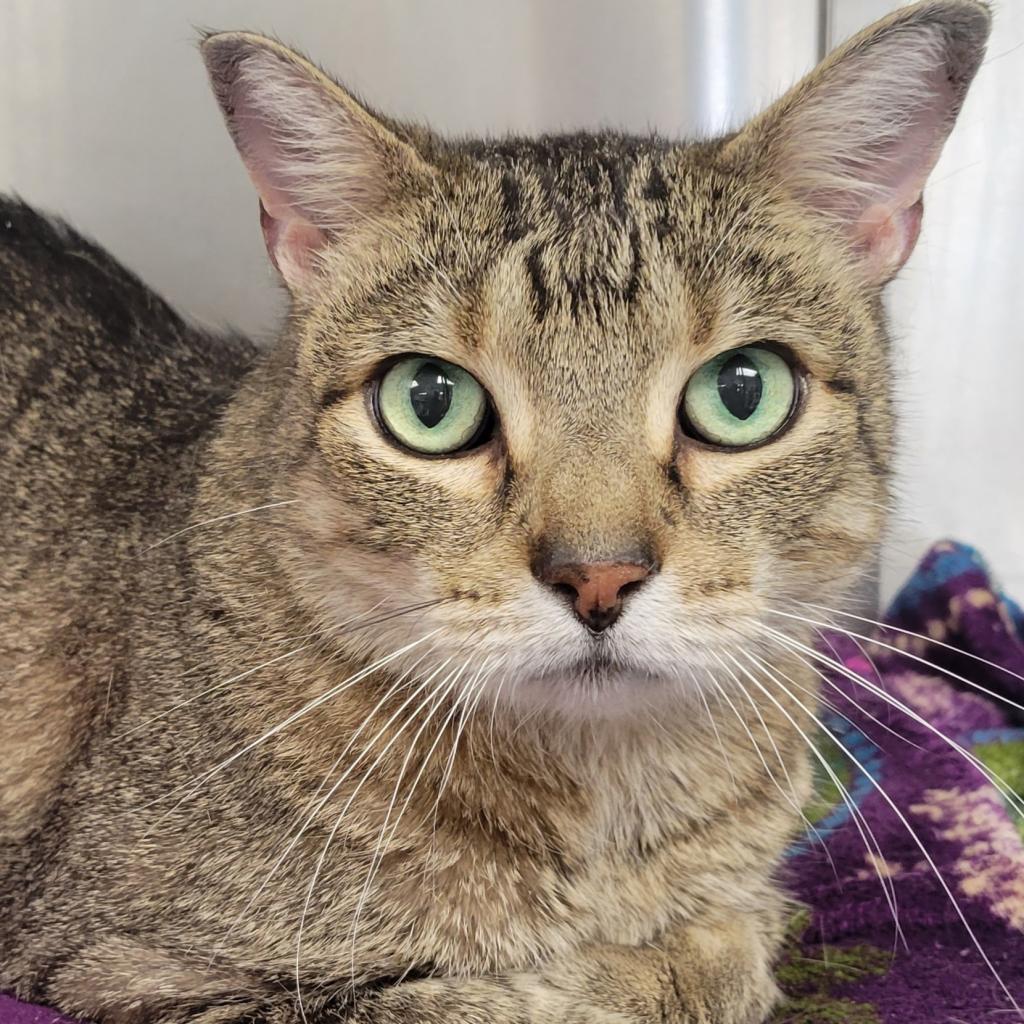 Frostskader, an adoptable Domestic Medium Hair in Rochester, MN, 55903 | Photo Image 1