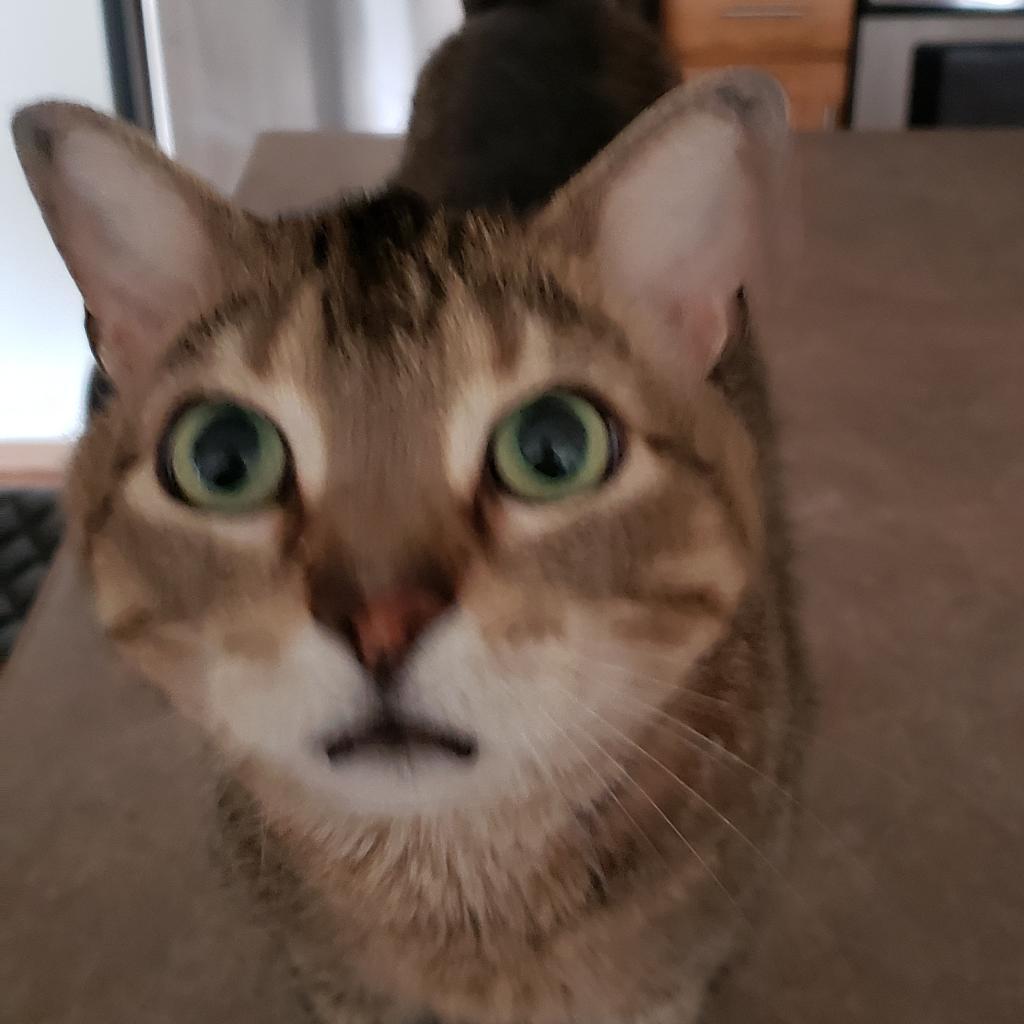 Frostskader, an adoptable Domestic Medium Hair in Rochester, MN, 55903 | Photo Image 2