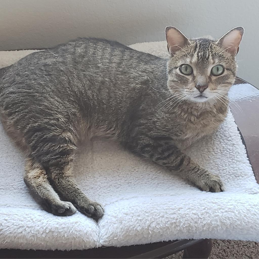 Frostskader, an adoptable Domestic Medium Hair in Rochester, MN, 55903 | Photo Image 3