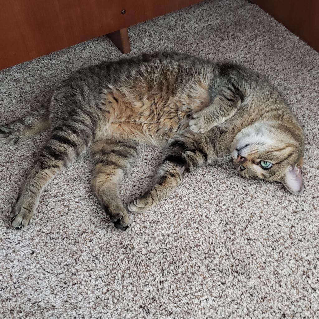 Frostskader, an adoptable Domestic Medium Hair in Rochester, MN, 55903 | Photo Image 4