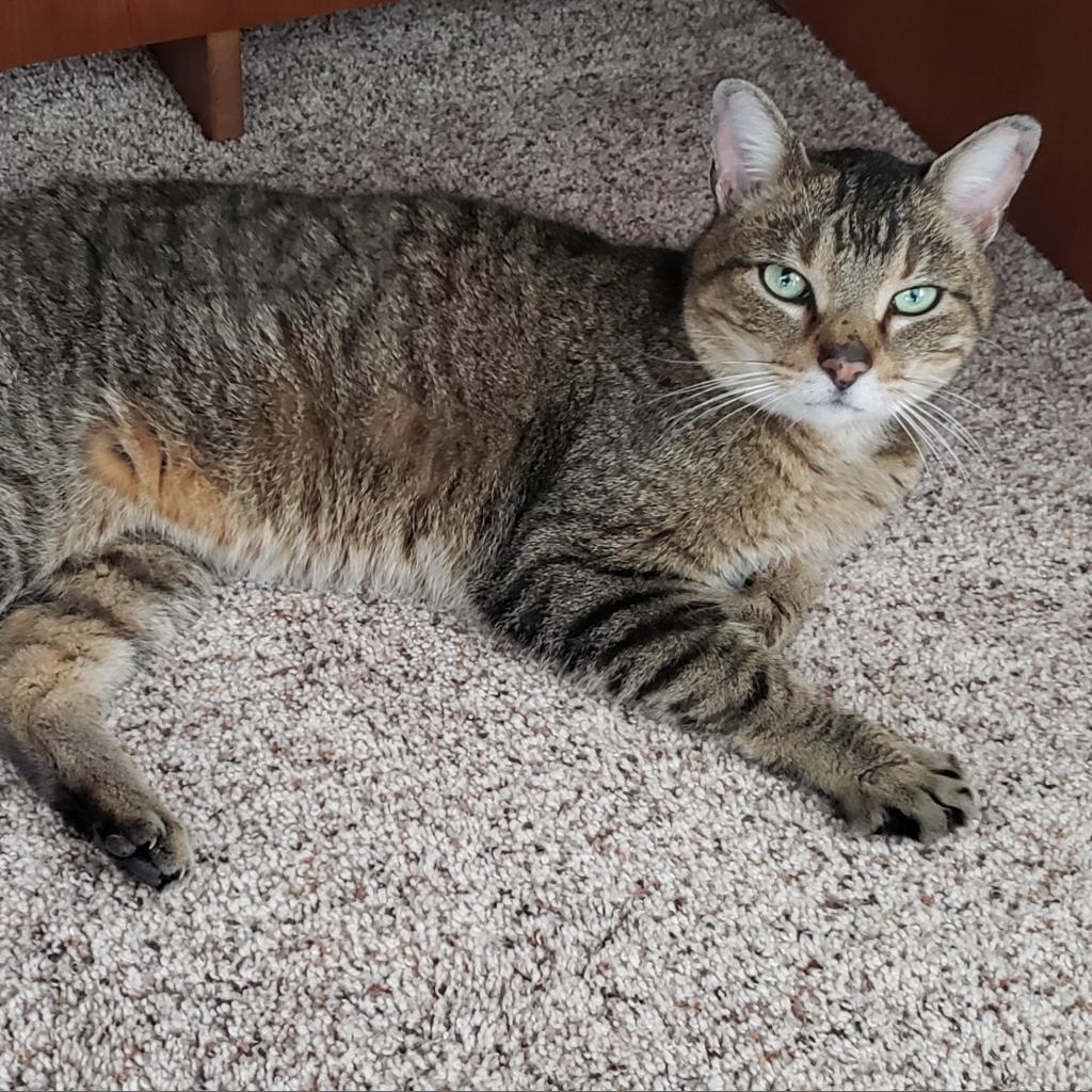 Frostskader, an adoptable Domestic Medium Hair in Rochester, MN, 55903 | Photo Image 5