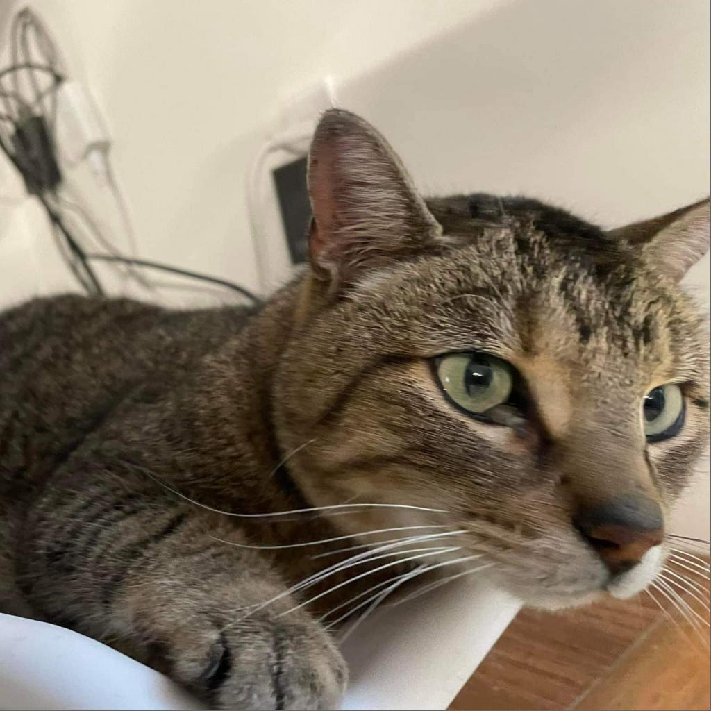 Frostskader, an adoptable Domestic Medium Hair in Rochester, MN, 55903 | Photo Image 6