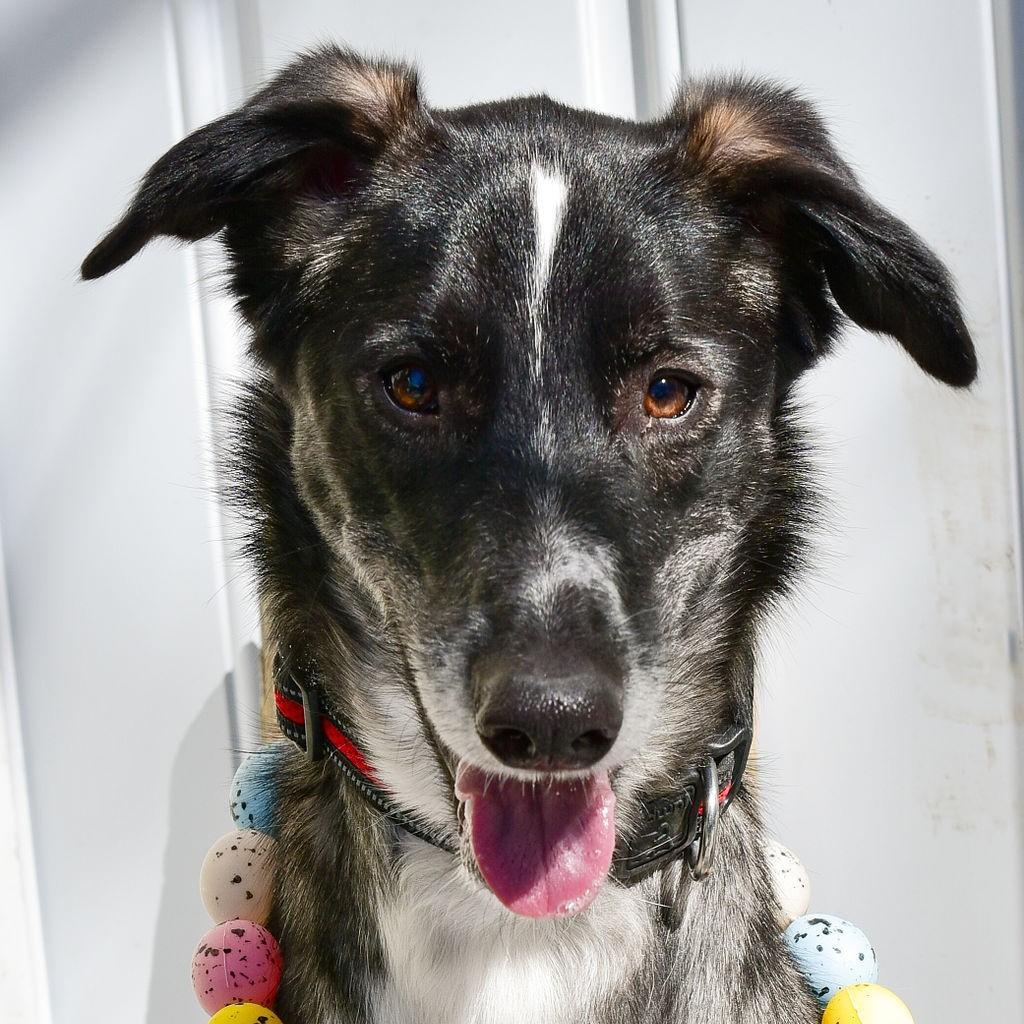 Yogi, an adoptable Husky, Greyhound in King City, ON, L7B 1K5 | Photo Image 1