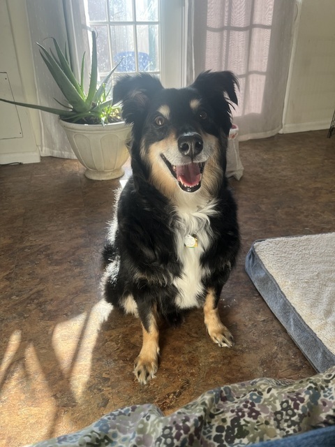 Dog for adoption Lion King a Collie Mix in Woodbridge VA