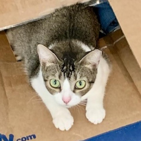 Sound of Mewsic, an adoptable Domestic Short Hair in Austin, TX, 78704 | Photo Image 1