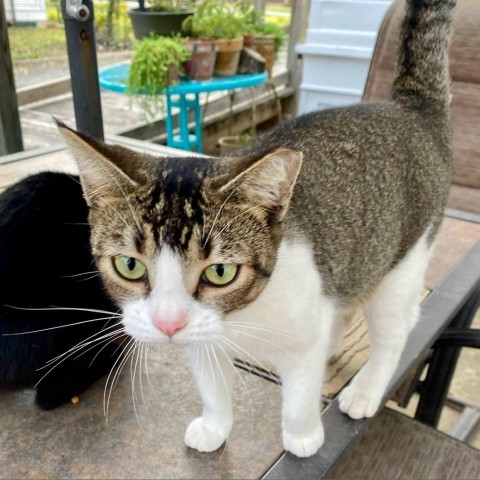 Sound of Mewsic, an adoptable Domestic Short Hair in Austin, TX, 78704 | Photo Image 3