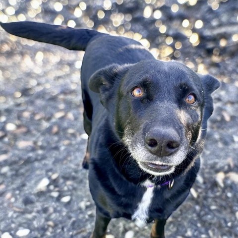 Hannah, an adoptable German Shepherd Dog, Spitz in Raytown, MO, 64133 | Photo Image 3