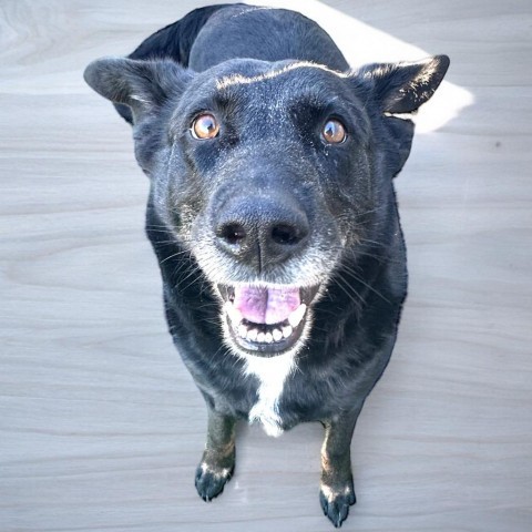 Hannah, an adoptable German Shepherd Dog, Spitz in Raytown, MO, 64133 | Photo Image 4