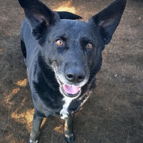 Hannah, an adoptable German Shepherd Dog, Spitz in Raytown, MO, 64133 | Photo Image 5