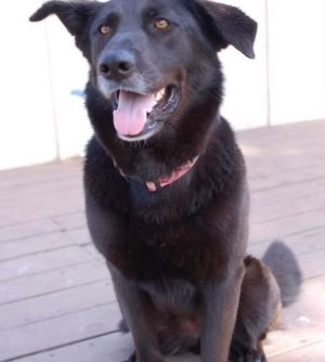 ROCKY, Senior Male unknown