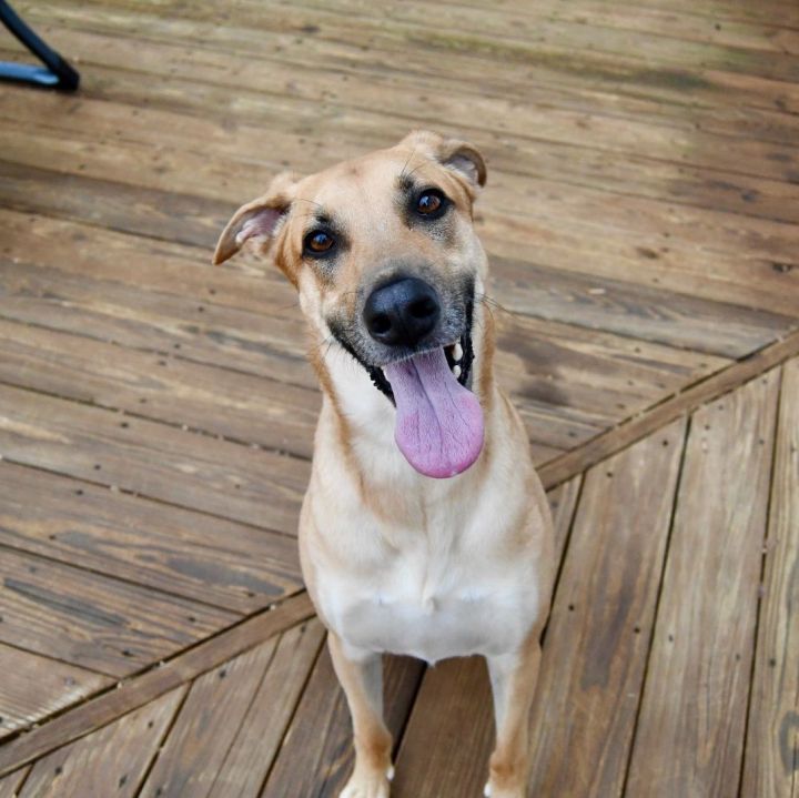 Black mouth store cur greyhound mix