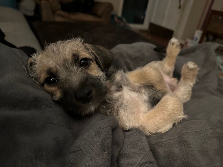 Border terrier clearance corgi mix