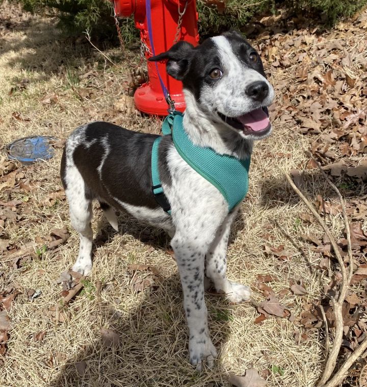 English pointer best sale boxer mix