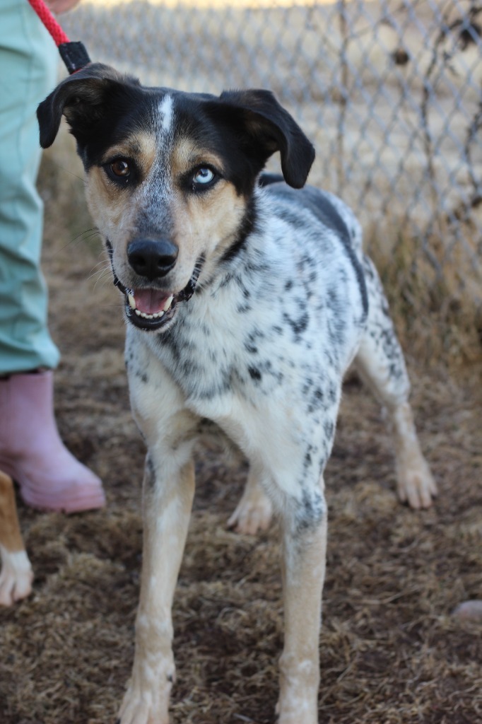 Gunner, an adoptable Husky, Cattle Dog in Ashland, WI, 54806 | Photo Image 1