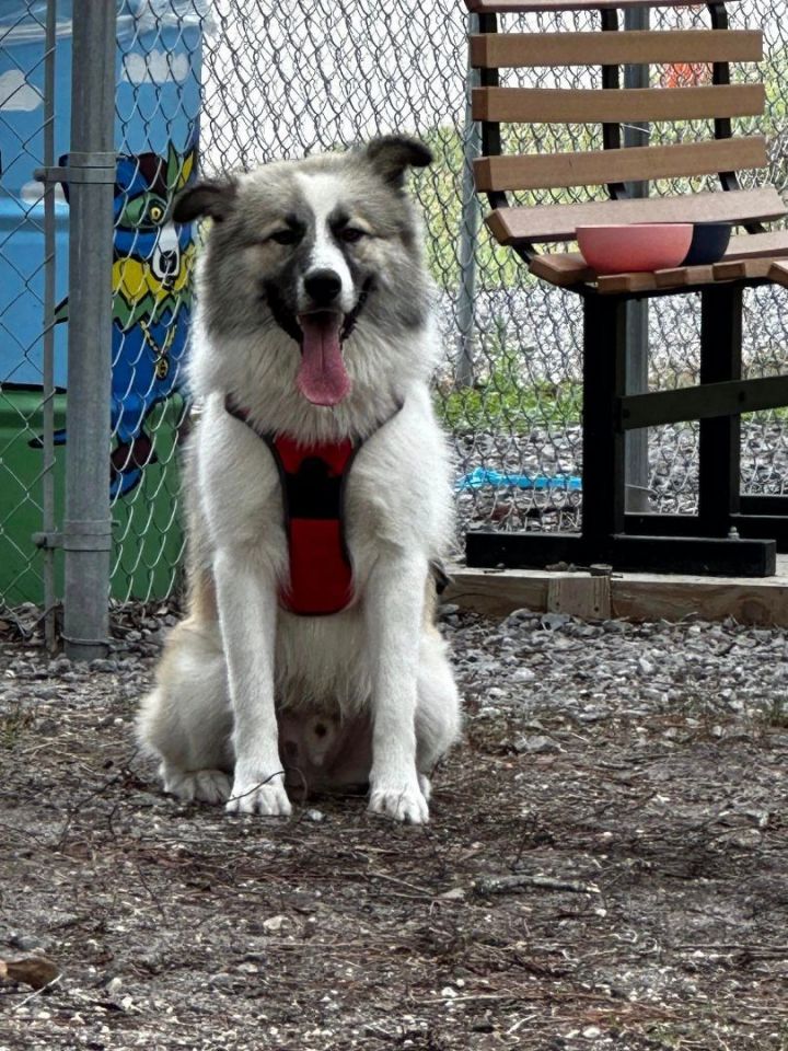 Petfinder samoyed 2024