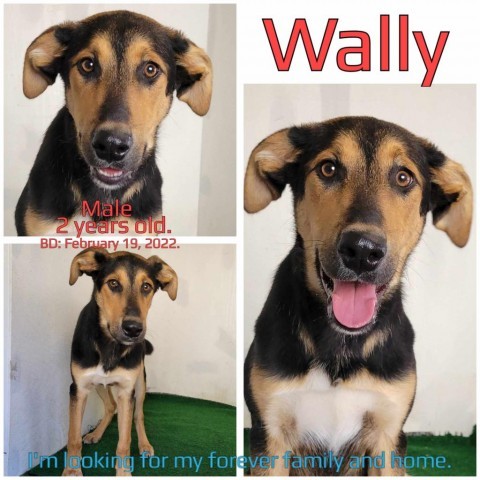 Wally 1