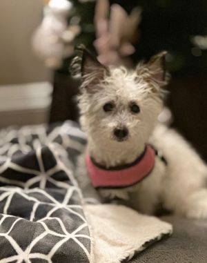 Romie - Little Lady Terrier Dog