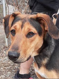 Treeing walker coonhound blue best sale heeler mix