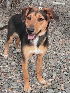 Treeing walker coonhound hot sale blue heeler mix