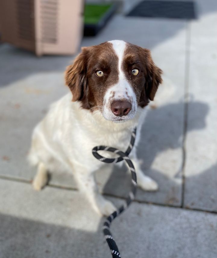 Petfinder brittany hot sale spaniel