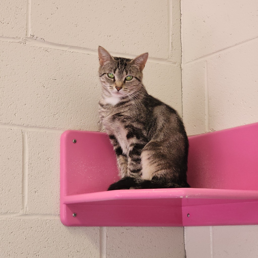 Deloris, an adoptable Domestic Short Hair in Muskegon, MI, 49443 | Photo Image 1