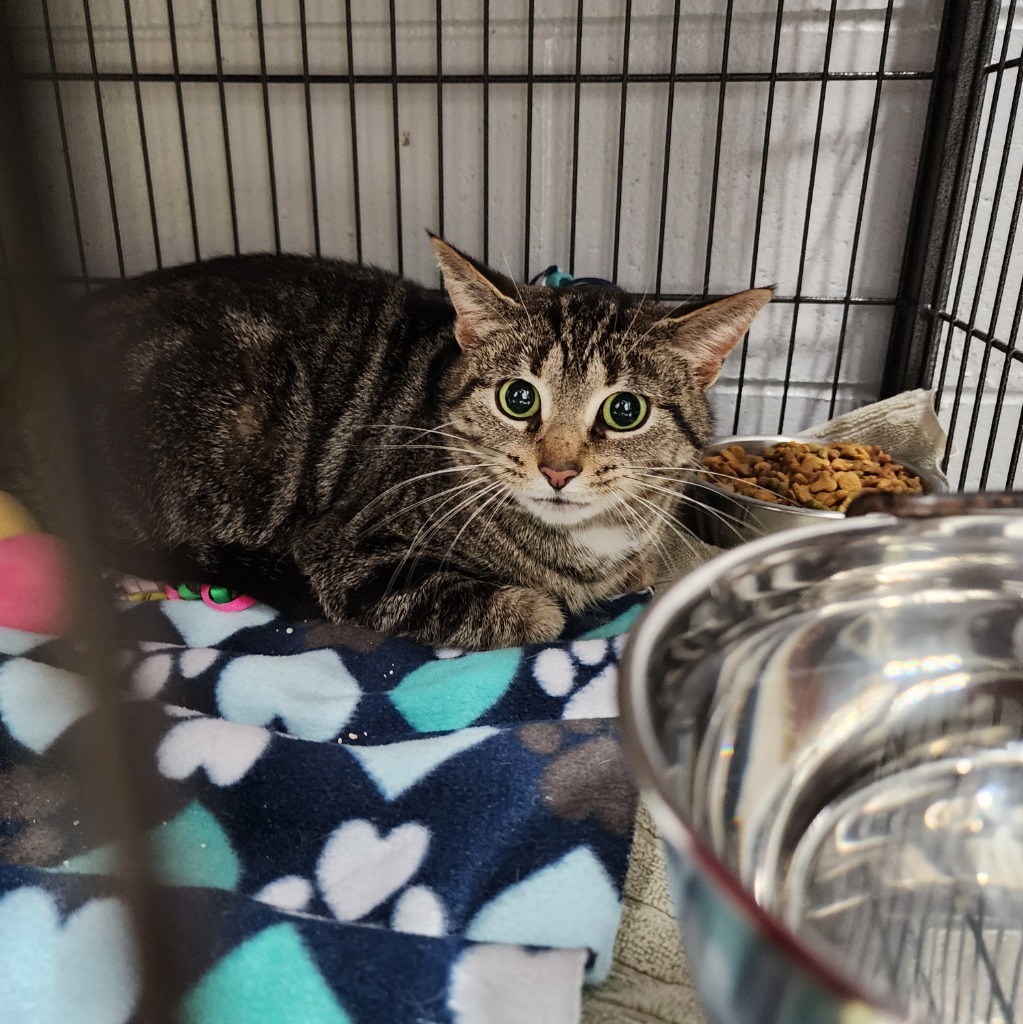 Deloris, an adoptable Domestic Short Hair in Muskegon, MI, 49443 | Photo Image 2