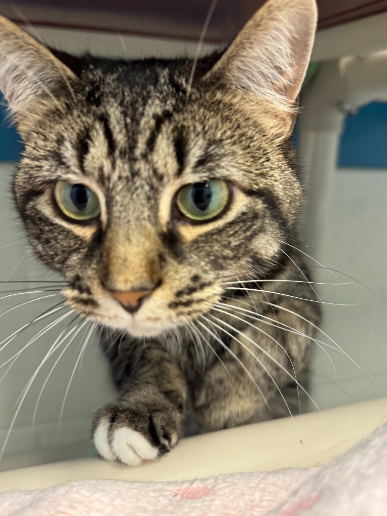 Deloris, an adoptable Domestic Short Hair in Muskegon, MI, 49443 | Photo Image 3