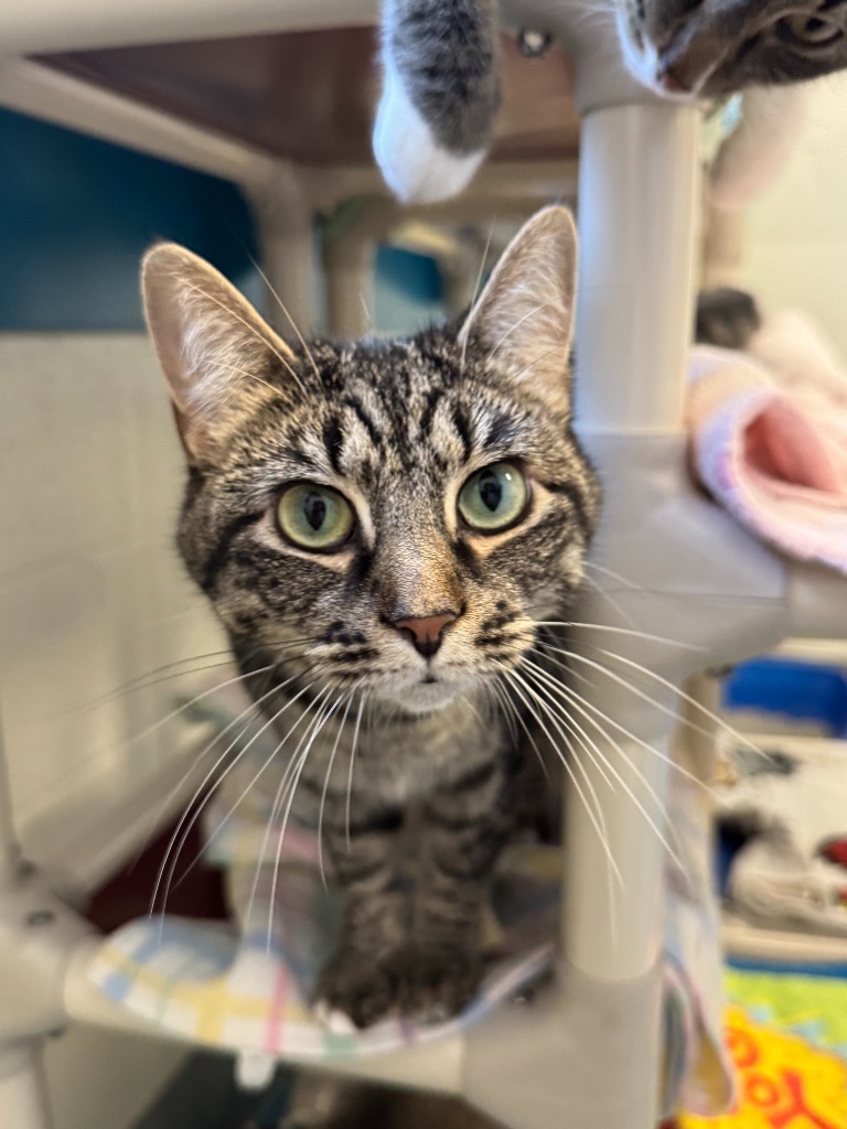 Deloris, an adoptable Domestic Short Hair in Muskegon, MI, 49443 | Photo Image 4