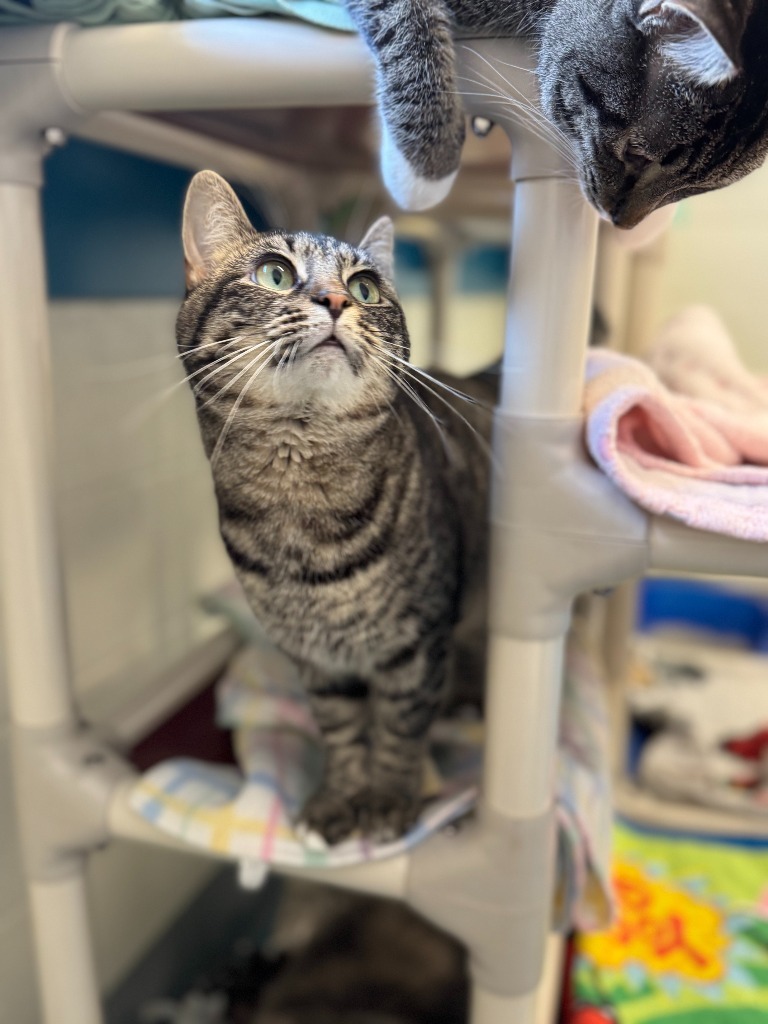 Deloris, an adoptable Domestic Short Hair in Muskegon, MI, 49443 | Photo Image 5