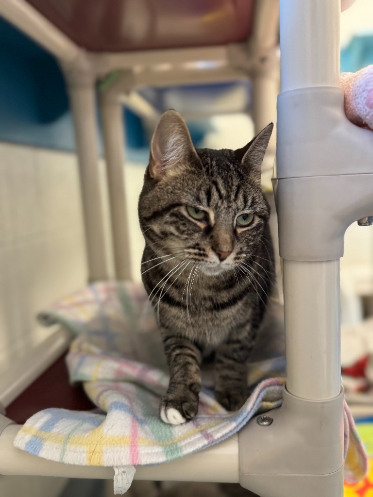 Deloris, an adoptable Domestic Short Hair in Muskegon, MI, 49443 | Photo Image 6