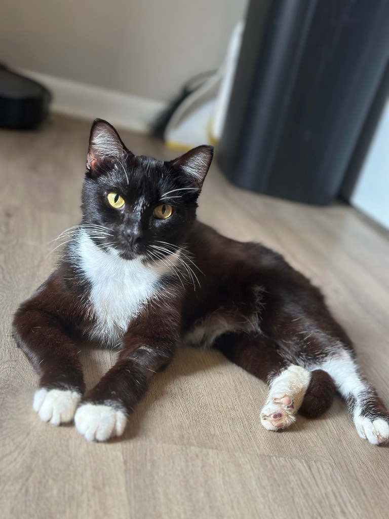 Hercules **SPONSORED ADOPTION**