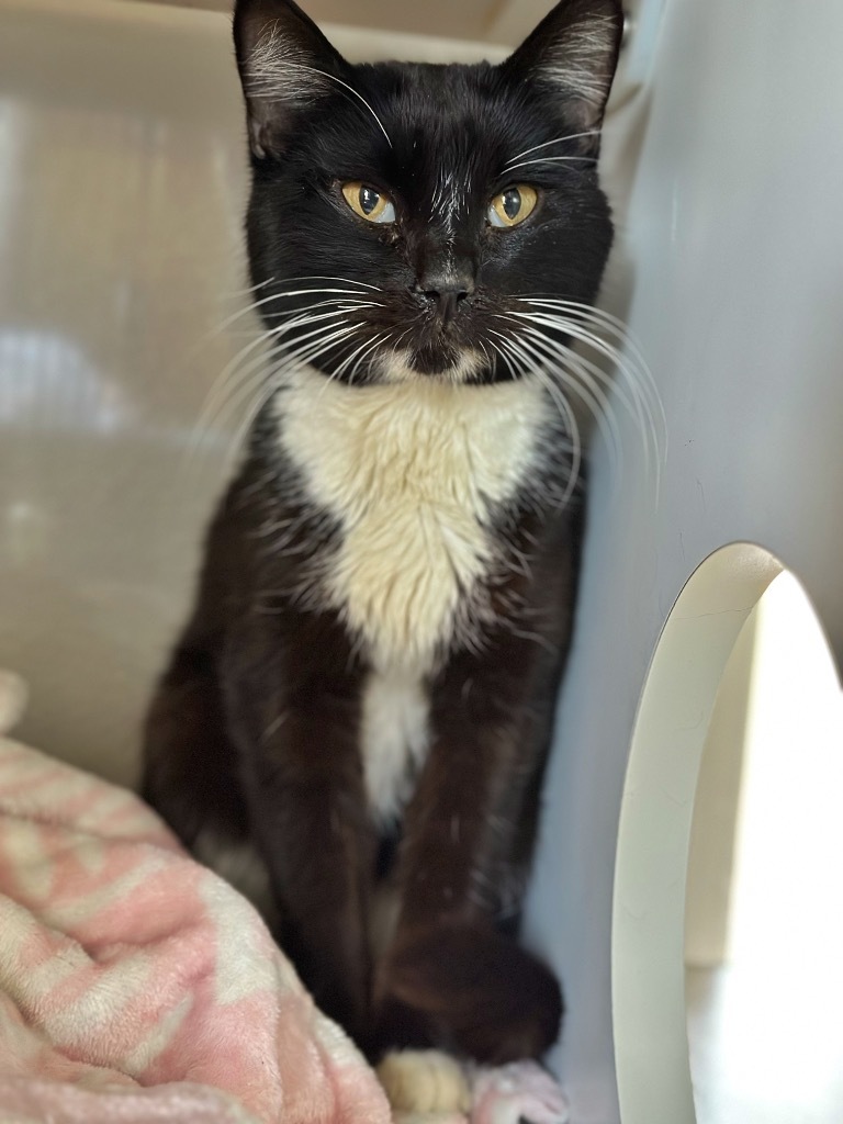 Hercules **SPONSORED ADOPTION**