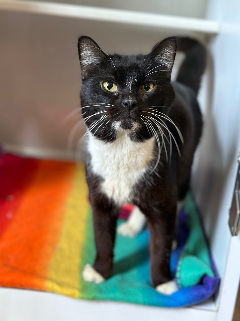 Hercules **SPONSORED ADOPTION**