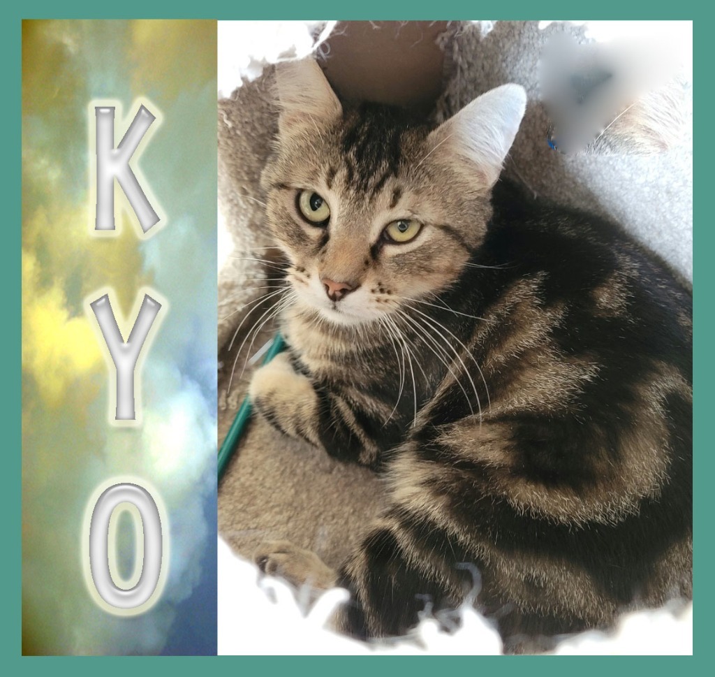 Kyo, an adoptable Domestic Short Hair in Mena, AR, 71953 | Photo Image 1