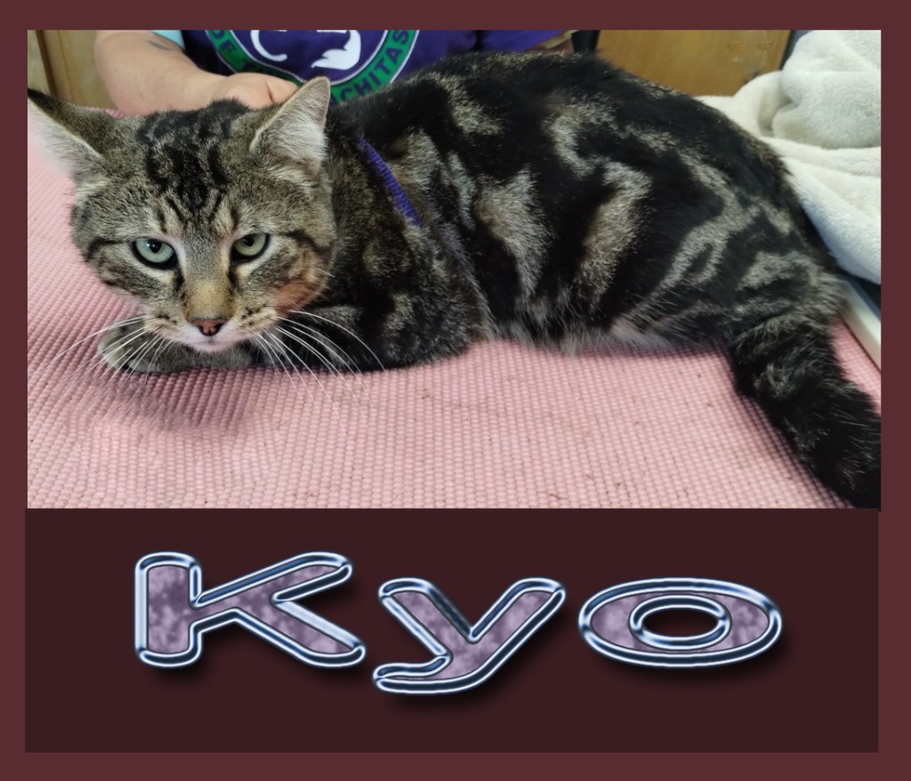 Kyo, an adoptable Domestic Short Hair in Mena, AR, 71953 | Photo Image 3