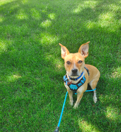 TOOTSIE, an adoptable Cattle Dog in Broomfield, CO, 80020 | Photo Image 4